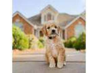 Goldendoodle Puppy for sale in Ivins, UT, USA