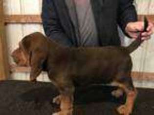 Bloodhound Puppy for sale in Sunman, IN, USA