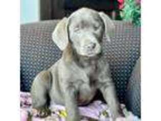 Labrador Retriever Puppy for sale in Plummer, ID, USA