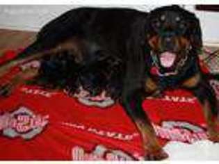 Rottweiler Puppy for sale in Findlay, OH, USA