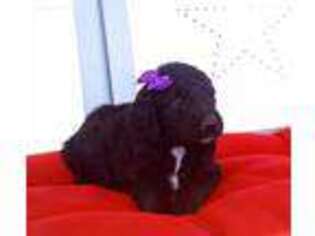 Goldendoodle Puppy for sale in Elkton, KY, USA
