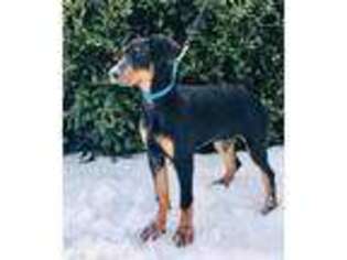 Doberman Pinscher Puppy for sale in Dundee, OH, USA