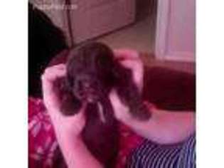 Newfoundland Puppy for sale in Nampa, ID, USA