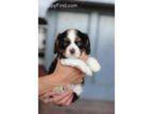 Cavalier King Charles Spaniel Puppy for sale in Spanish Fork, UT, USA