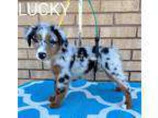 Miniature Australian Shepherd Puppy for sale in Grand Prairie, TX, USA