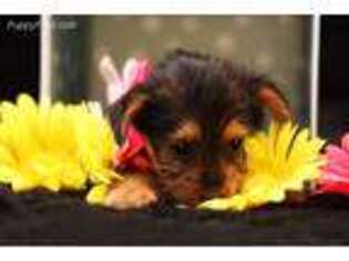 Yorkshire Terrier Puppy for sale in Ash Grove, MO, USA