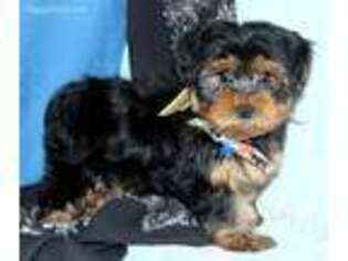Yorkshire Terrier Puppy for sale in Willow Springs, MO, USA