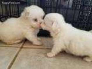 Maltese Puppy for sale in Baton Rouge, LA, USA