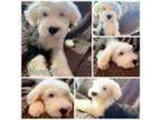 Old English Sheepdog Puppy for sale in Lakewood, CO, USA