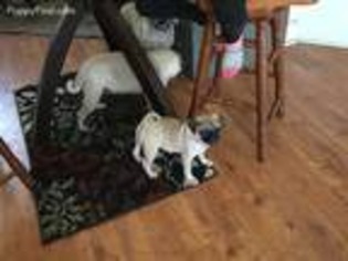Pug Puppy for sale in Dunnellon, FL, USA