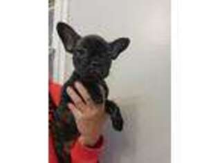 French Bulldog Puppy for sale in Madison, OH, USA