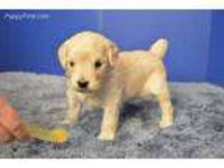 Golden Retriever Puppy for sale in Fountain Inn, SC, USA