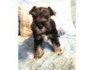 Mutt Puppy for sale in Silsbee, TX, USA
