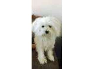Maltese Puppy for sale in New Rochelle, NY, USA