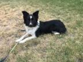 Border Collie Puppy for sale in Paul, ID, USA