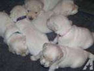 Golden Retriever Puppy for sale in CENTER OSSIPEE, NH, USA