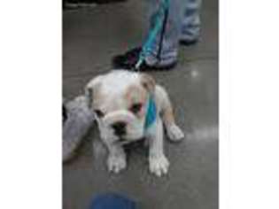 Bulldog Puppy for sale in Bell, CA, USA