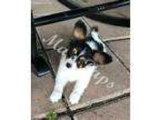 Papillon Puppy for sale in Ada, OK, USA
