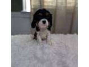 Cavalier King Charles Spaniel Puppy for sale in Philadelphia, PA, USA