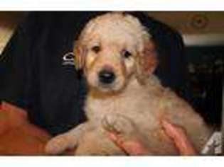 Goldendoodle Puppy for sale in TOPEKA, KS, USA