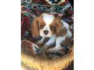 English Toy Spaniel Puppy for sale in New London, MN, USA