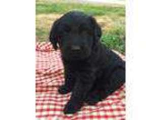 Labradoodle Puppy for sale in Marion, KY, USA
