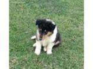 Collie Puppy for sale in Lakeland, FL, USA
