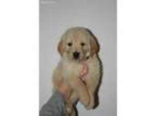 Golden Retriever Puppy for sale in Athens, GA, USA