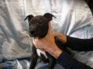 Staffordshire Bull Terrier Puppy for sale in Harlowton, MT, USA