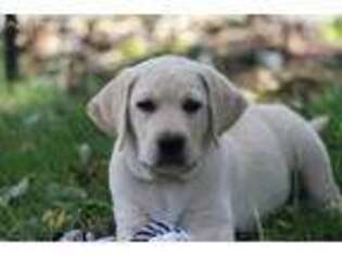 Labrador Retriever Puppy for sale in Carson City, MI, USA