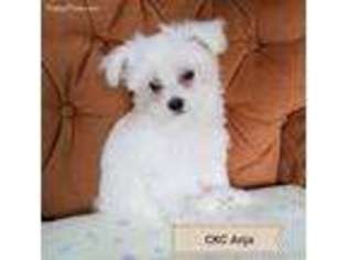 Maltese Puppy for sale in Mill Hall, PA, USA