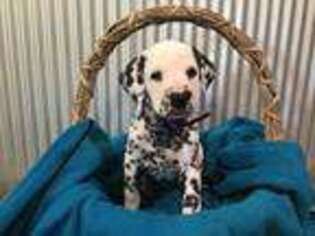 Dalmatian Puppy for sale in Middlebury, IN, USA