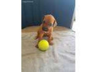 Rhodesian Ridgeback Puppy for sale in Rowlett, TX, USA