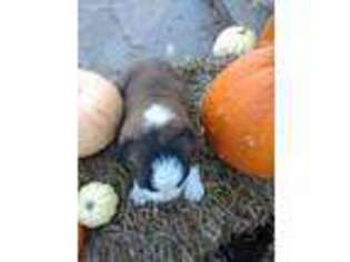 Saint Bernard Puppy for sale in Sunbury, PA, USA