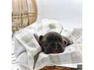 French Bulldog Puppy for sale in Roberts, WI, USA