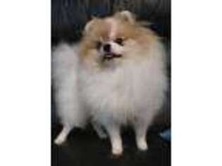 Pomeranian Puppy for sale in Downers Grove, IL, USA