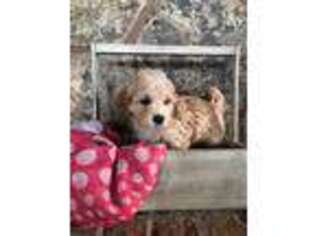 Cavapoo Puppy for sale in Ogden, UT, USA