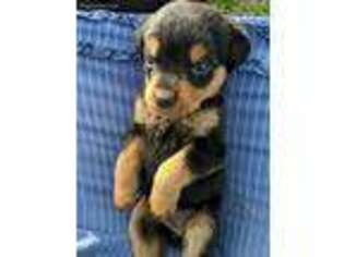 Rottweiler Puppy for sale in Myakka City, FL, USA
