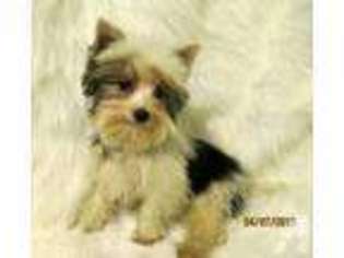 Yorkshire Terrier Puppy for sale in GREAT BEND, PA, USA