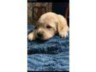Golden Retriever Puppy for sale in Damascus, AR, USA