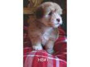Havanese Puppy for sale in Macon, GA, USA
