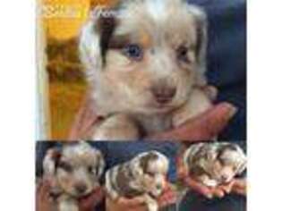 Miniature Australian Shepherd Puppy for sale in Effingham, IL, USA
