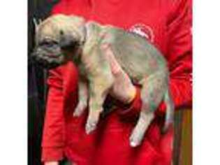 Irish Wolfhound Puppy for sale in Perryville, KY, USA