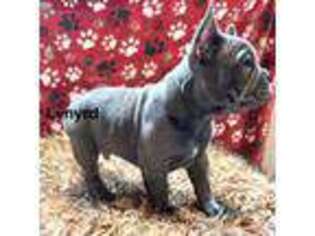 French Bulldog Puppy for sale in Richland, MI, USA