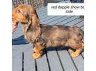 Dachshund Puppy for sale in Lorain, OH, USA