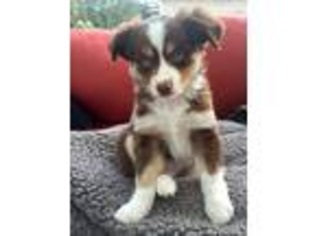 Miniature Australian Shepherd Puppy for sale in Milton, FL, USA