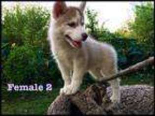 Siberian Husky Puppy for sale in Biloxi, MS, USA