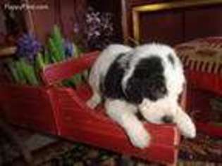 Labradoodle Puppy for sale in Dallas, GA, USA