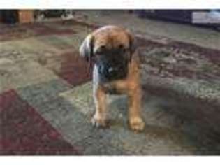Boerboel Puppy for sale in Topeka, KS, USA
