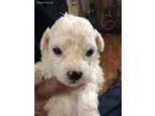 Bichon Frise Puppy for sale in Roselle, NJ, USA